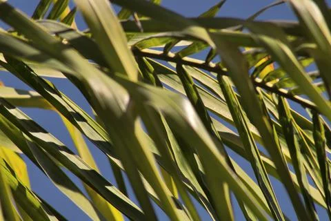 Palm tree texture with blue sky background Stock Photos