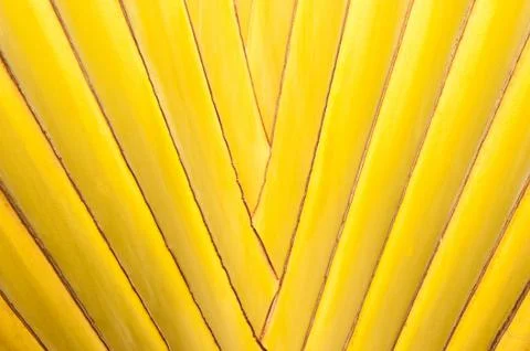 Palm tree texture close up Stock Photos