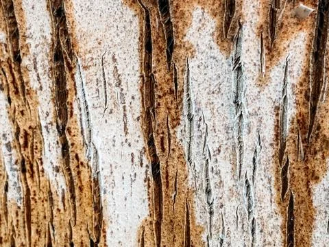 Palm tree texture, palm tree trunk. Tropical texture Stock Photos