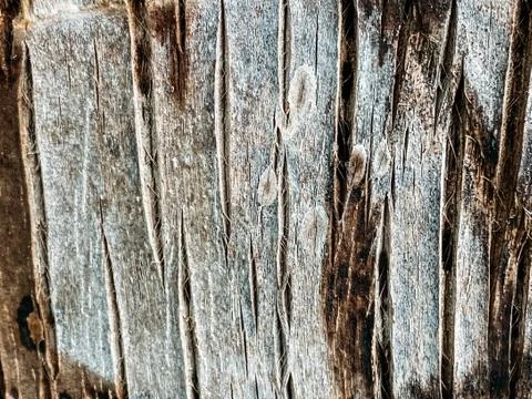 Palm tree texture, palm tree trunk. Tropical texture Stock Photos