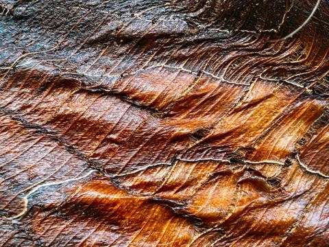 Palm tree texture, palm tree trunk. Tropical texture Stock Photos