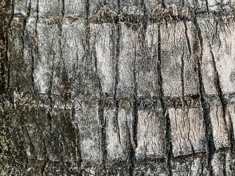 Palm tree texture, palm tree trunk. Tropical texture Stock Photos