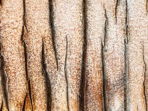 Palm tree texture, palm tree trunk. Tropical texture Stock Photos