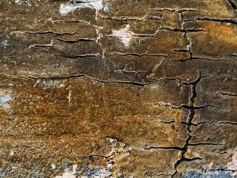 Palm tree texture, palm tree trunk. Tropical texture Stock Photos