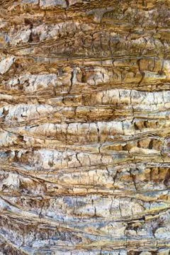 Palm tree texture Foto stock