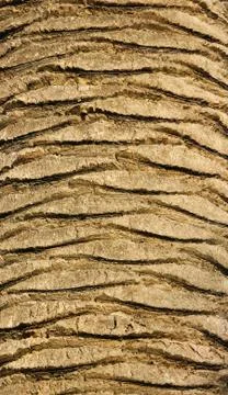 Palm tree texture Stock Photos