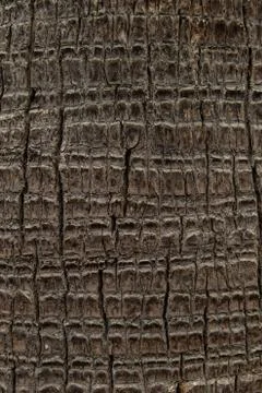 Palm tree texture 写真素材