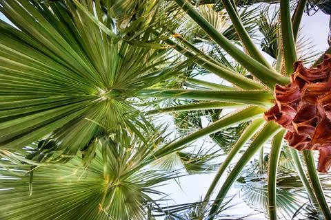 Palm tree texture Stock Photos