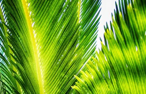 Palm tree texture Stock-Fotos