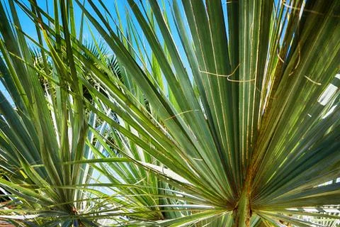 Palm tree texture Stock Photos