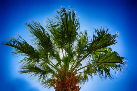 Palm tree texture Foto stock