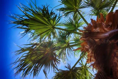 Palm tree texture 写真素材
