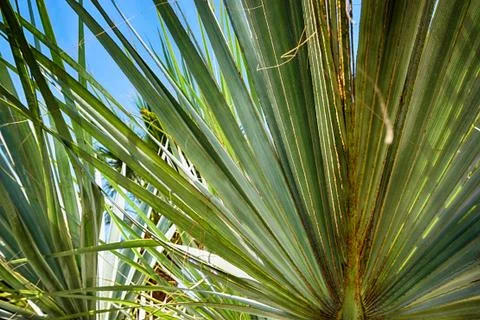 Palm tree texture 写真素材