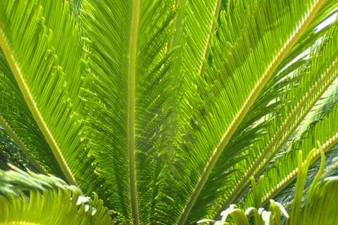 Palm tree texture Stock Photos