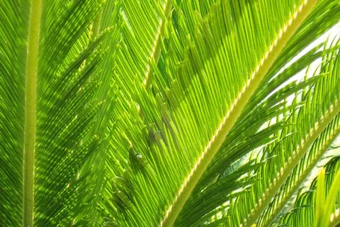 Palm tree texture 스톡 사진
