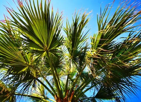 Palm tree texture Stock-Fotos