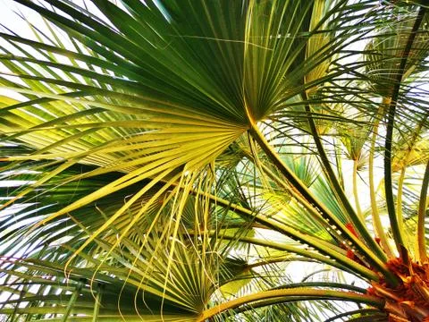 Palm tree texture 写真素材