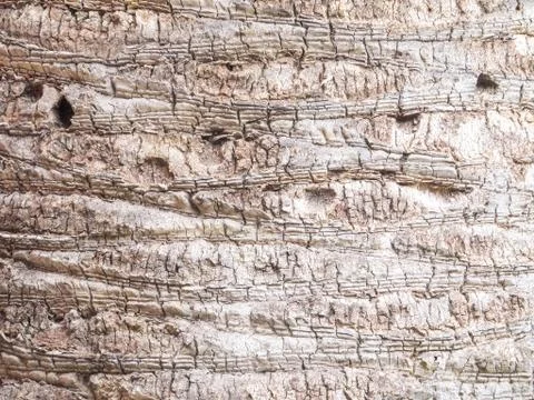 Palm Tree Texture Stock Photos