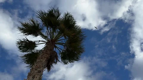 Palm tree with textured trunk and green leaves against partly cloudy blue sky Stock Footage 297373622