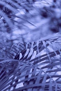 Palm tree with thin leaves. Areca pinnate palm. vegetable background. large leav Stock Photos