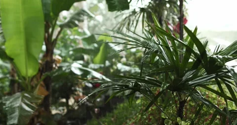 Palm tree with thin leaves during the summer rain Stock Footage 148099661