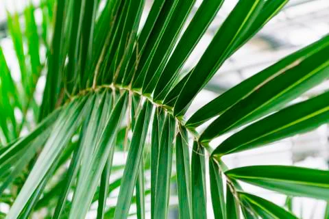 Palm tree with thin leaves. Summer concept of rest and relation in tropical c Stock Photos