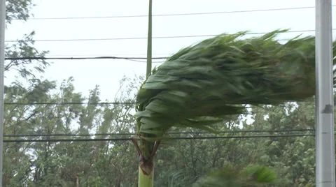 Palm Tree Thrashes In Tropical Storm Winds Stock Footage