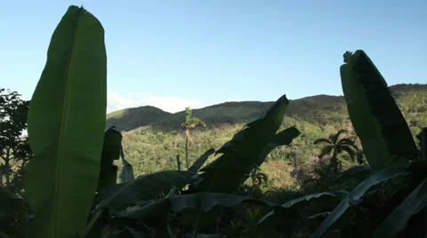 Palm tree through bushes Stock Footage 52513544