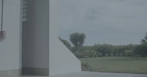 Palm Tree through an Opening Stock Footage 248438830