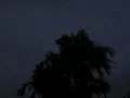Palm Tree in Thunderstorm Lightning 4x3 Footage