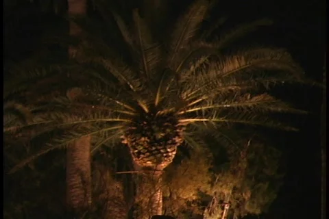 Palm tree tilt down to stream Stock-Footage 109097