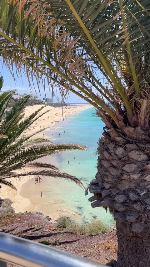 Palm tree tilt up reveal Morro Jable beach ocean Fuerteventura HD vertical p5 Stock Footage 342027787