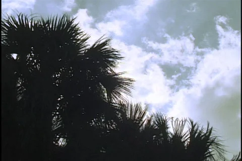 Palm Tree Time Lapse Stock Footage 297993