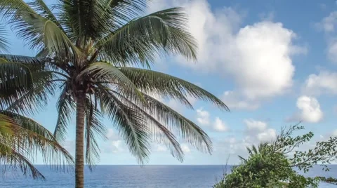 Palm tree time lapse Stock Footage 47215829