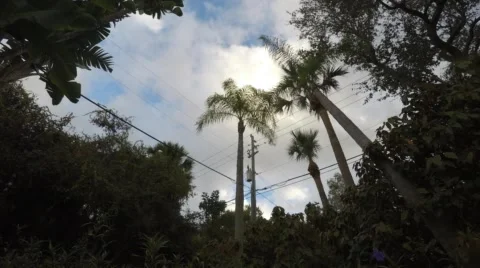 Palm tree time-lapse of a tropical storm Video stock 48270975