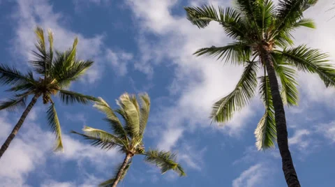 Palm Tree Time Lapse Video Stock Footage 39618574