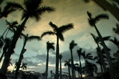 Palm tree timelapse dark sky Stock-Footage 108909