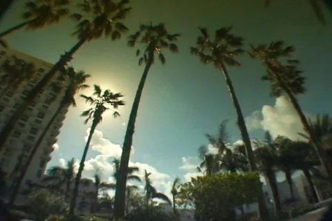 Palm tree timelapse Stock Footage 108903