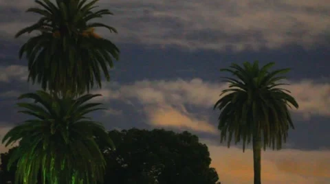 Palm Tree Timelapse  Stock Footage 943457