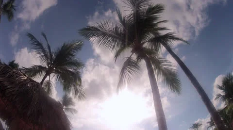 Palm Tree Timelapse Stock Footage 22518498