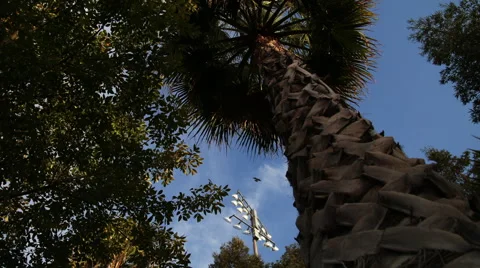 Palm Tree Timelapse Stock Footage 42846188