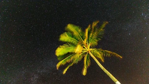 Palm Tree Timelapse Stock Footage 127939539