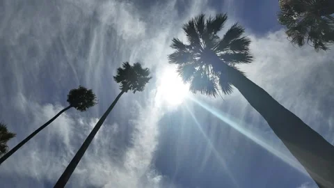 Palm Tree timelapse Stock Footage 315271086
