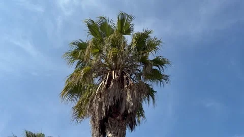 Palm tree top against a blue sky. Stock Footage 342483637