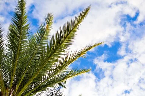 Palm tree top on blue sky with white clouds Stock Photos