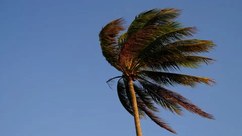Palm tree top in high wind Stock Footage 139898502