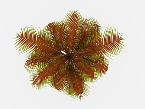 Palm tree on top isolated on white background Stock Illustration