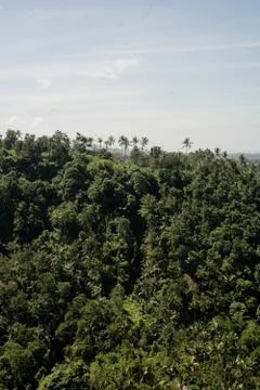 Palm tree on the top of mountain Stock Photos