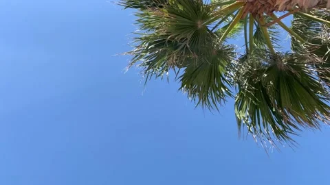 Palm tree on top right hand corner looking up against the sky Stock Footage 148145126