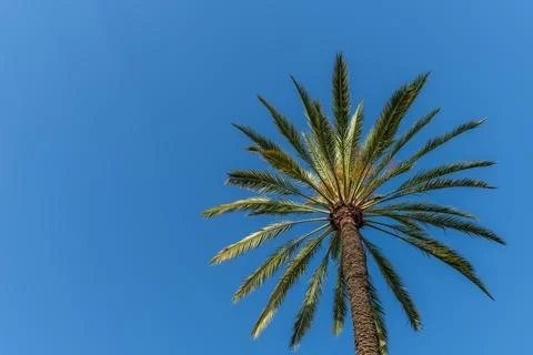 Palm tree top under clear blue sky Foto stock